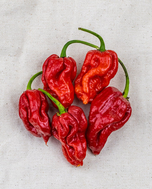 Trinidad Moruga Scorpion Pepper