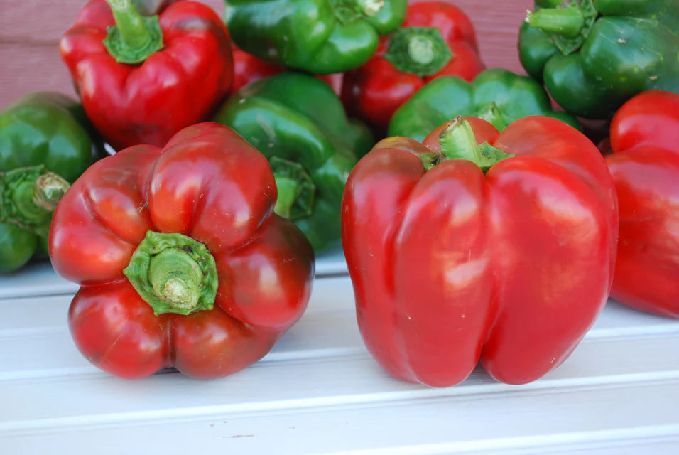 King of the North F1 Organic Pepper
