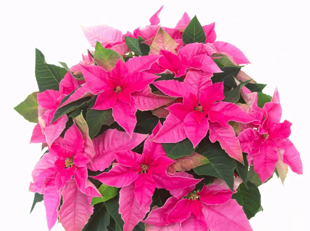 Hot Pink Princettia Poinsettia