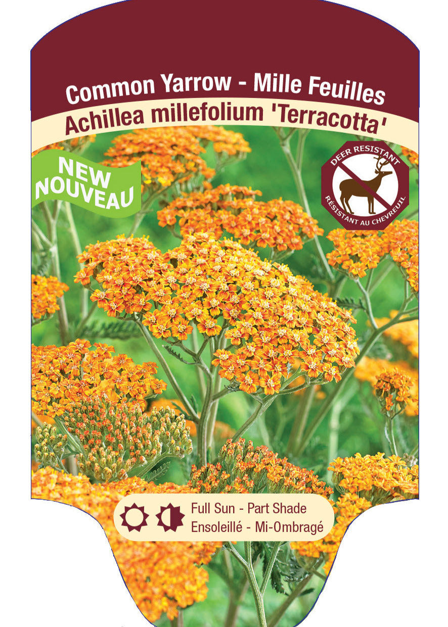 Achillea Yarrow 'Terracotta'