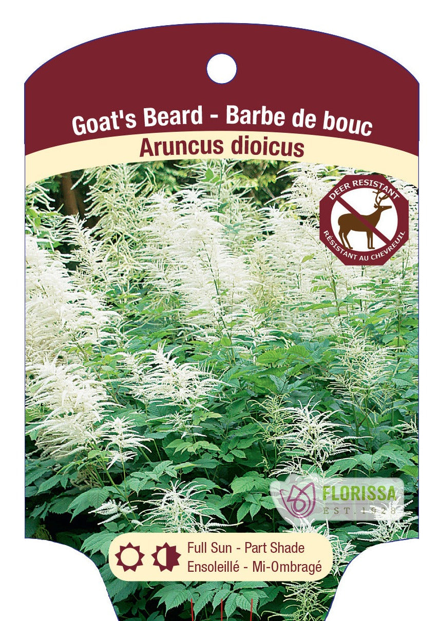 Goats Beard Giant Aruncus