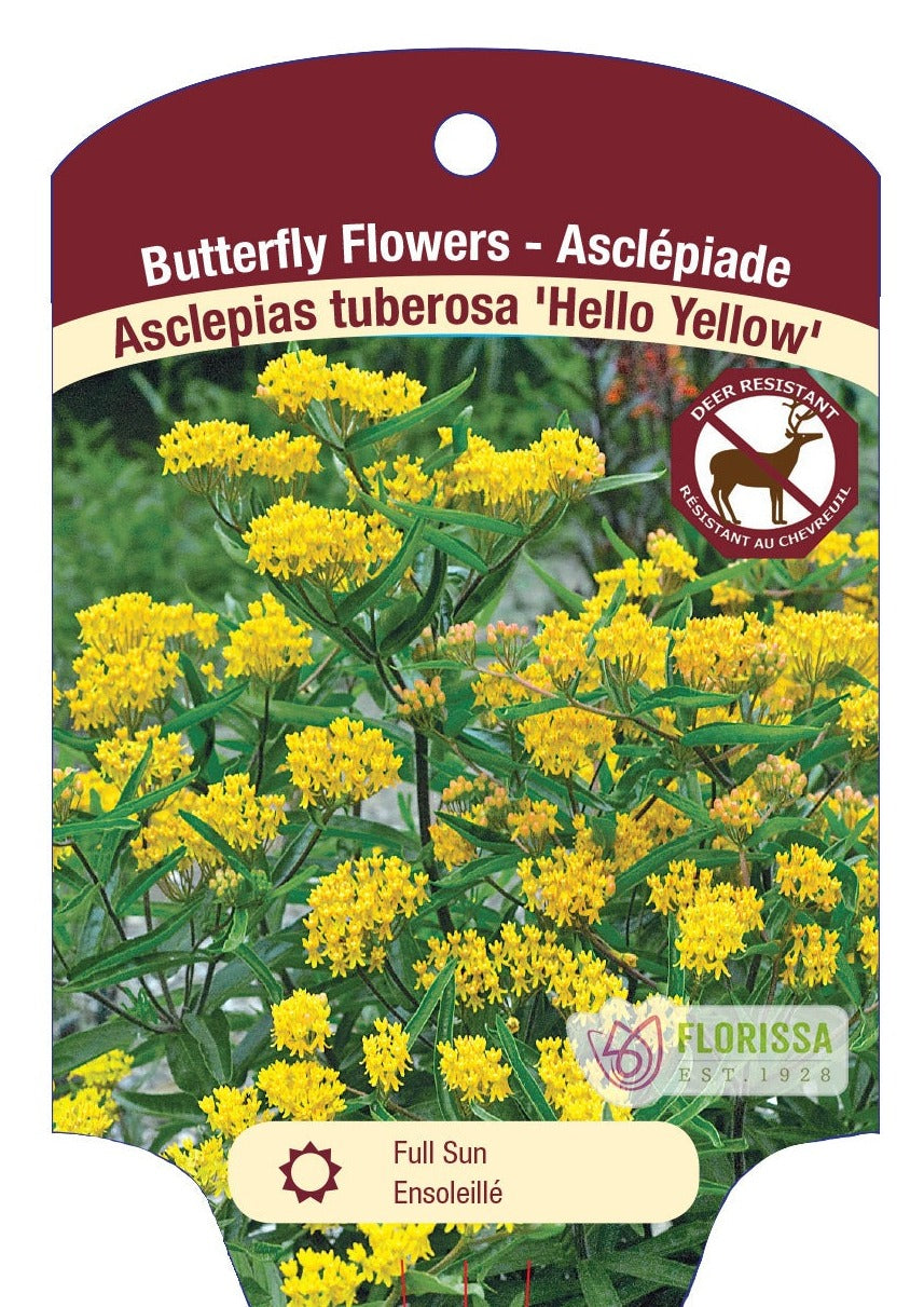Milkweed Asclepias 'Hello Yellow'