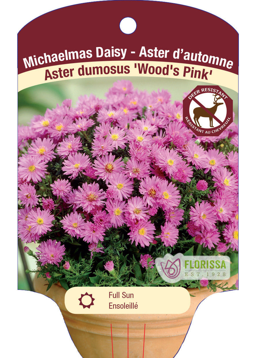 Aster ' Woods Pink'