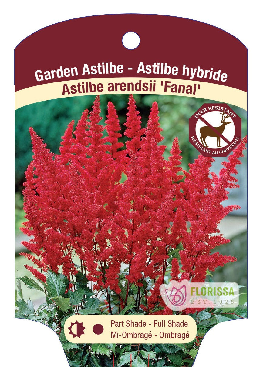 Astilbe 'Fanal'