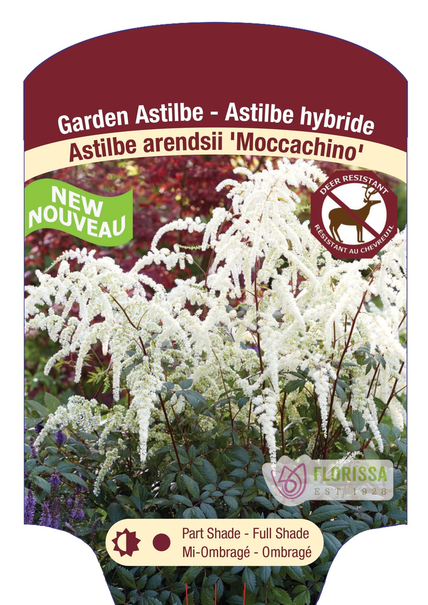 Astilbe 'Moccachino'