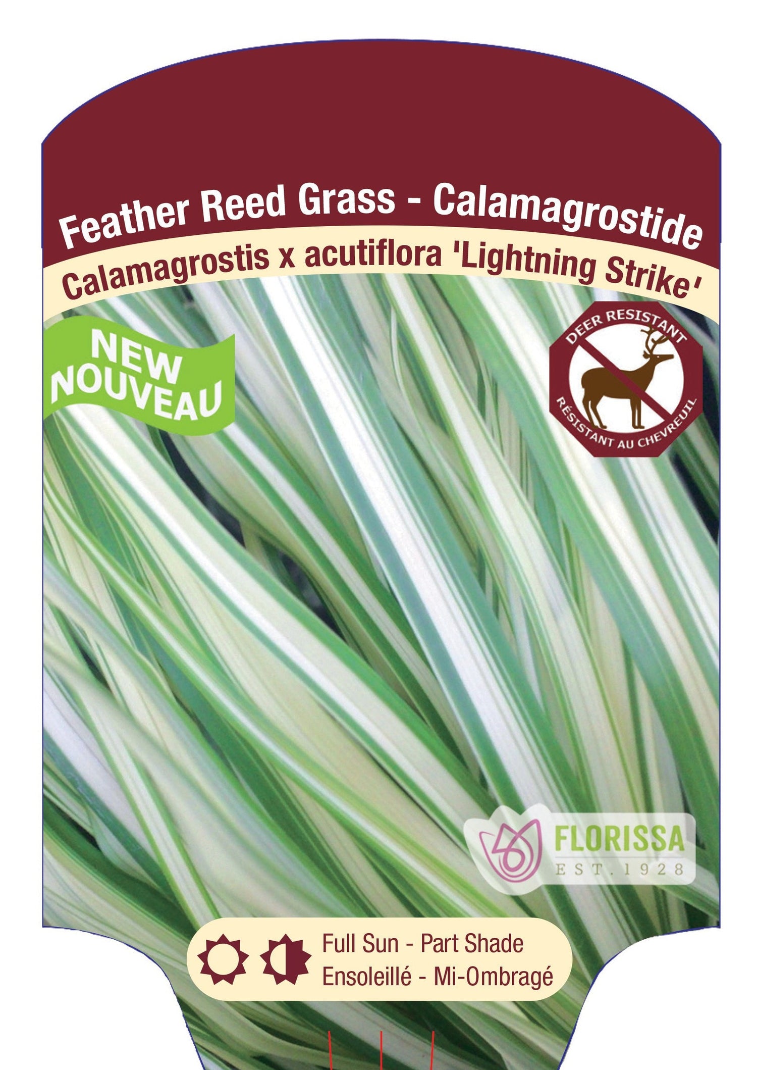 Lightning Strike Feather Reed Grass