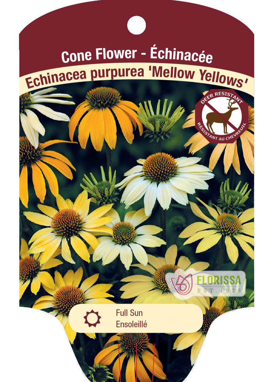 Echinacea Coneflower 'Mellow Yellow'