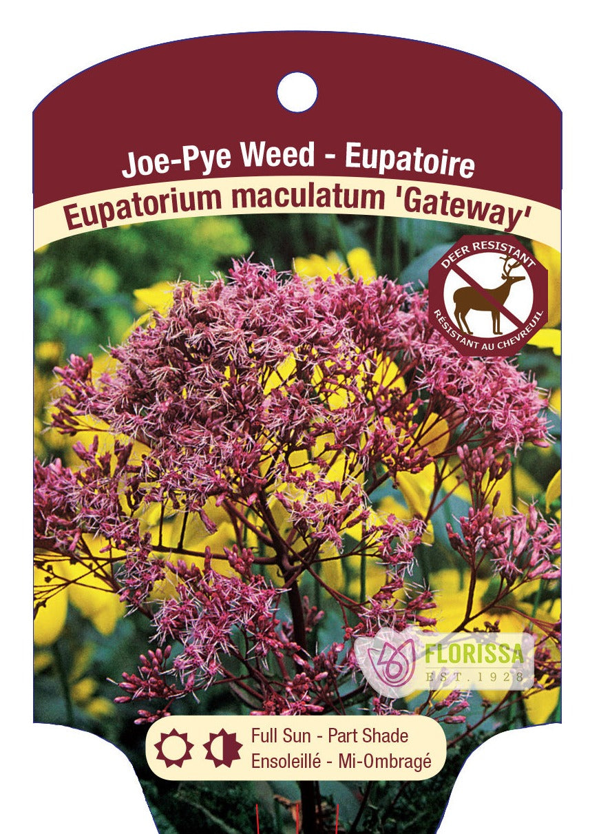 Joe-Pye Weed 'Gateway'