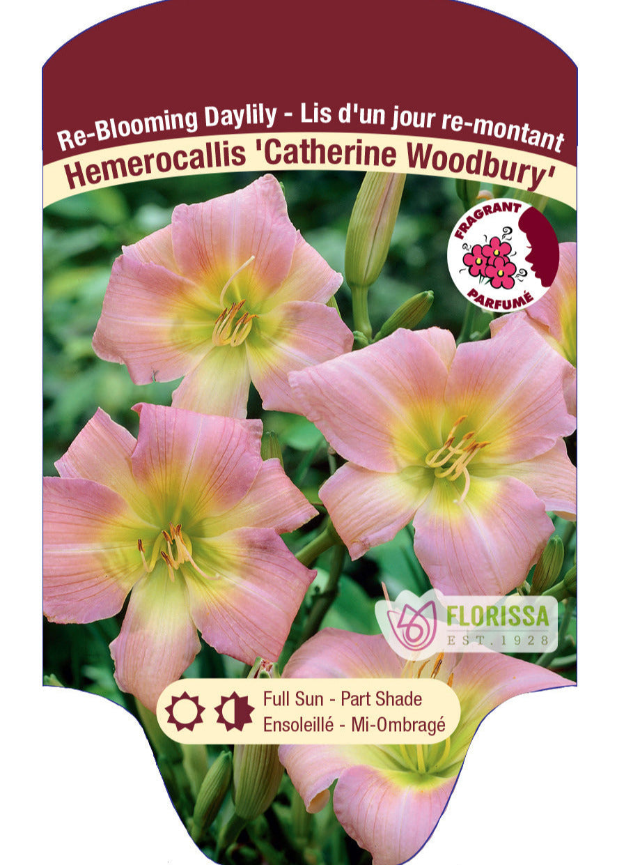 Catherine Woodbury Daylily - Hemerocallis