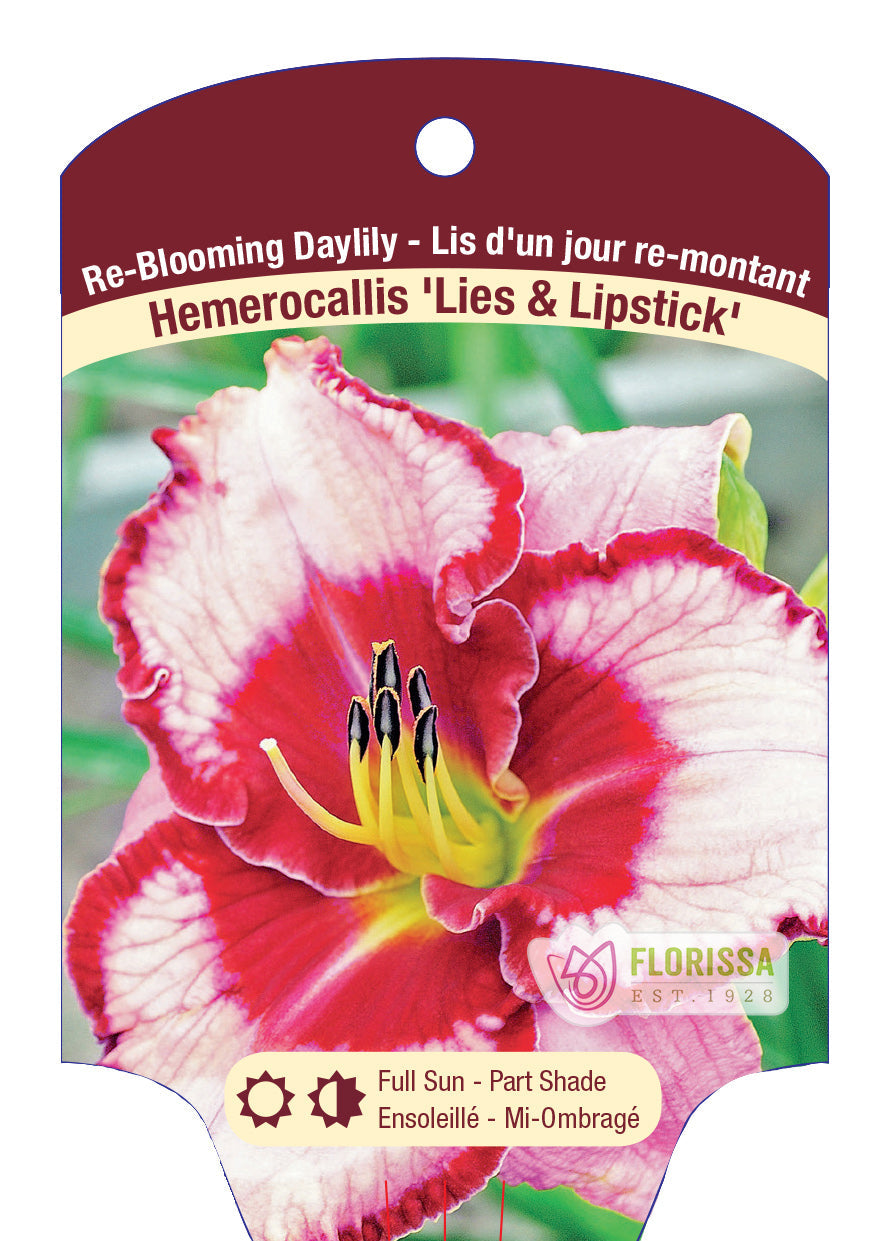 Daylily Hemerocallis 'Lies & Lipstick'