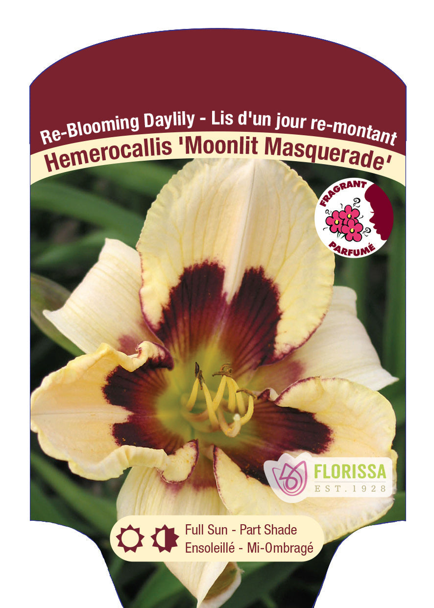 Daylily Hemerocallis 'Moonlit Masquerade'