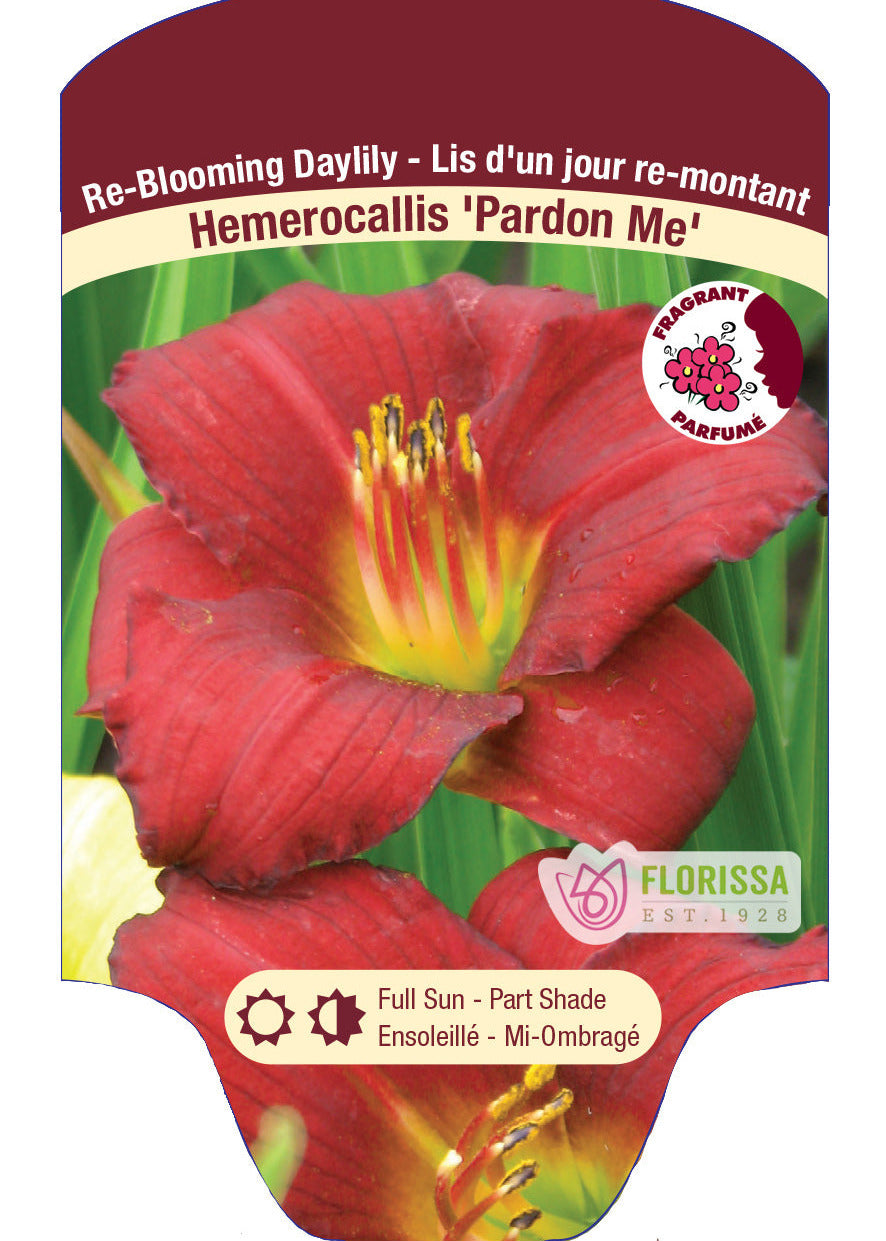 Daylily Double 'Pardon Me'