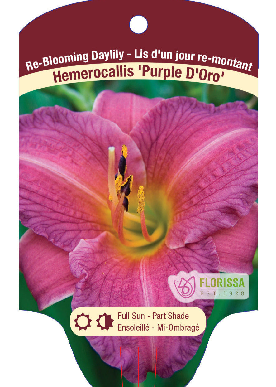 Purple D'Oro Daylily - Hemerocallis