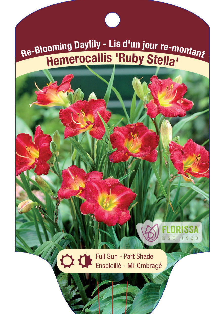 Ruby Stella Daylily - Hemerocallis