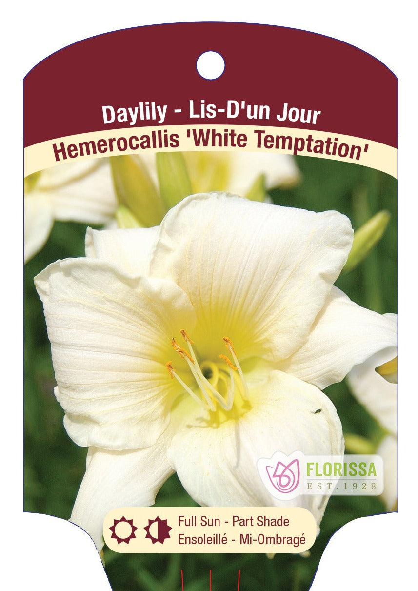 White Temptation Daylily Hemerocallis