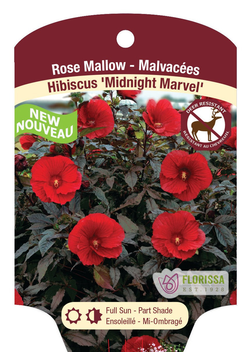 Midnight Marvel Hibiscus Summerific
