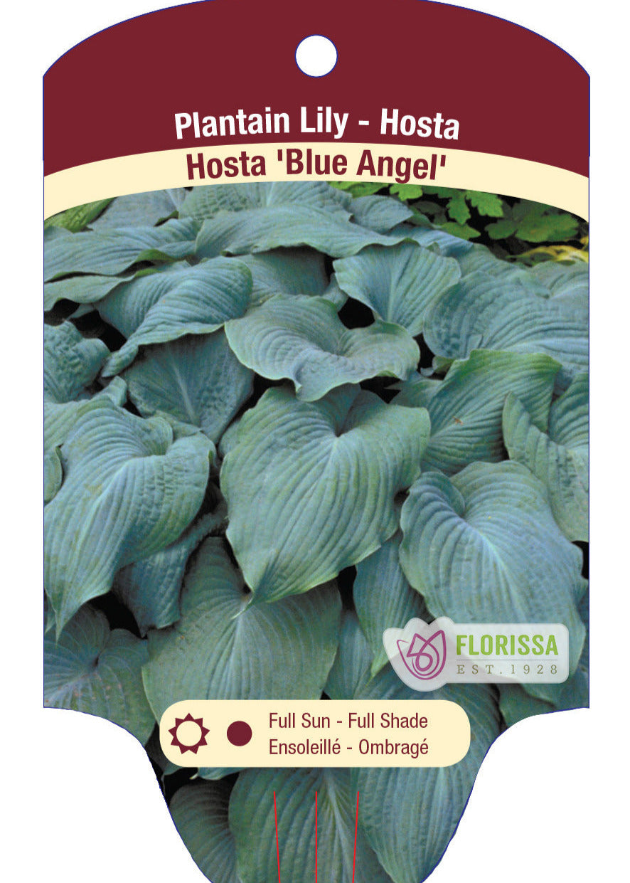 Hosta 'Blue Angel'