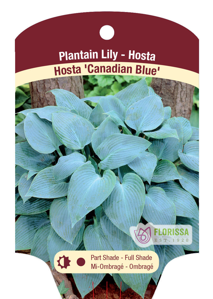 Hosta 'Canadian Blue'