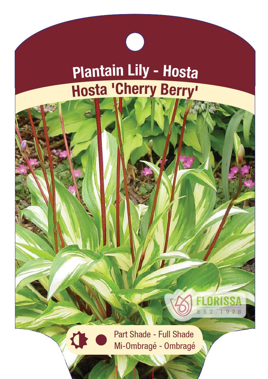 Hosta 'Cherry Berry'