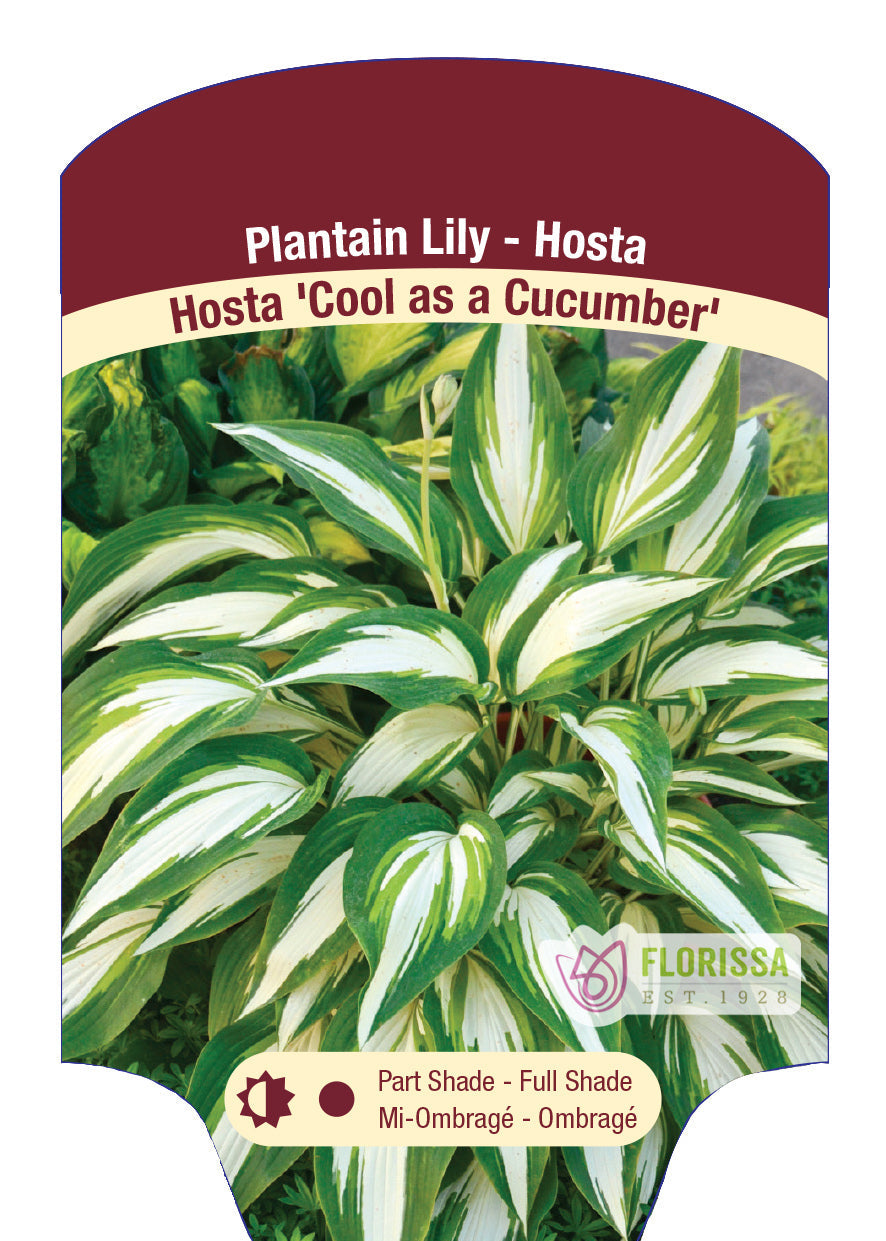 Hosta 'Cool as a Cucumber'