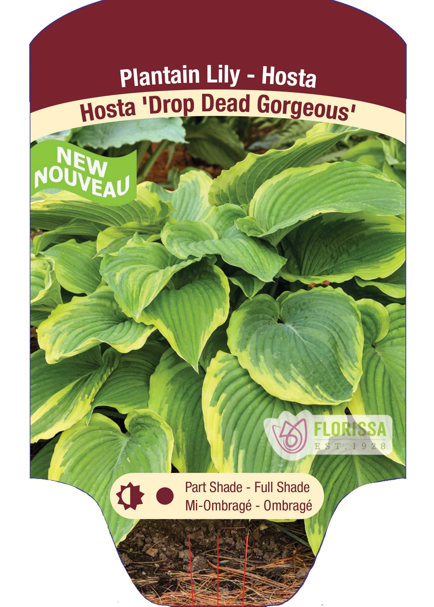 Hosta 'Drop Dead Georgeous'