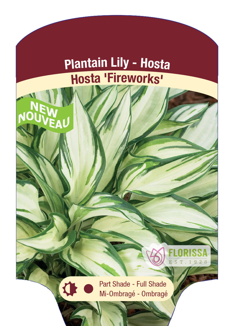 Hosta 'Fireworks'