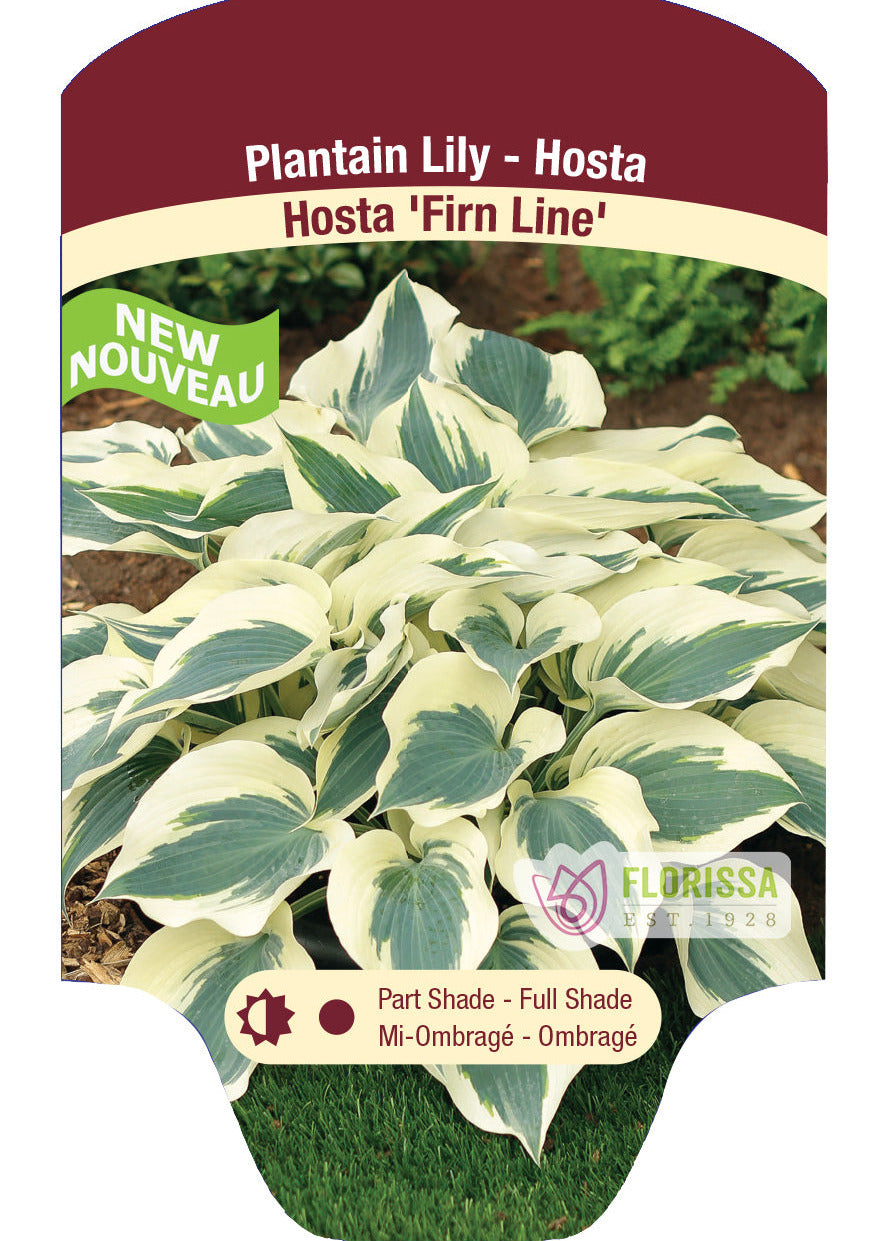 Hosta 'Firn Line'