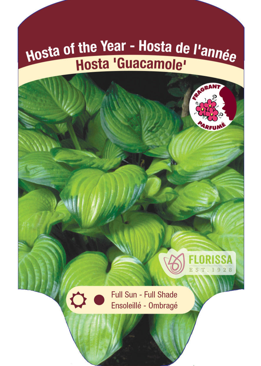 Hosta 'Guacamole'