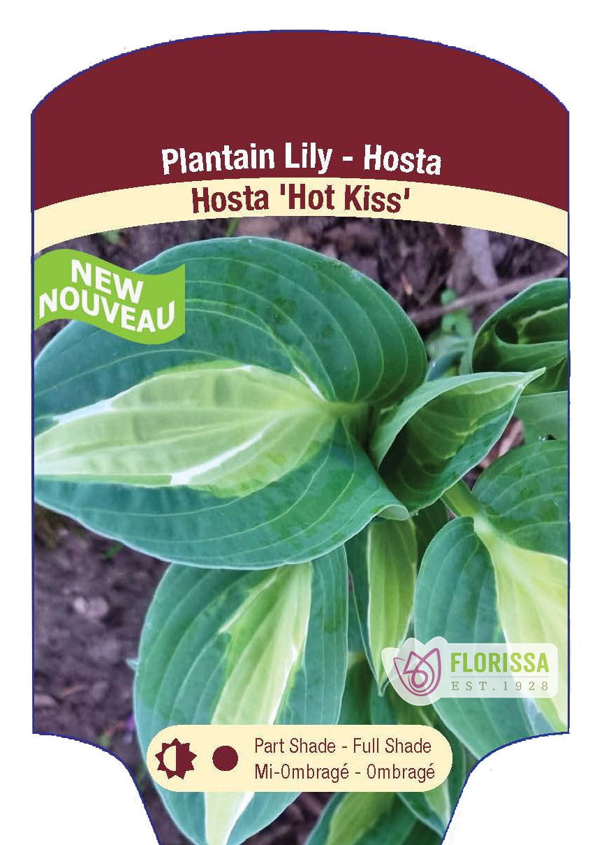 Hosta 'Hot Kiss'