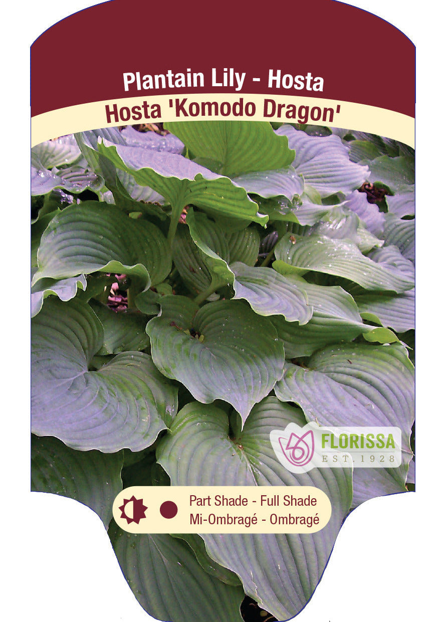 Hosta 'Komodo Dragon'