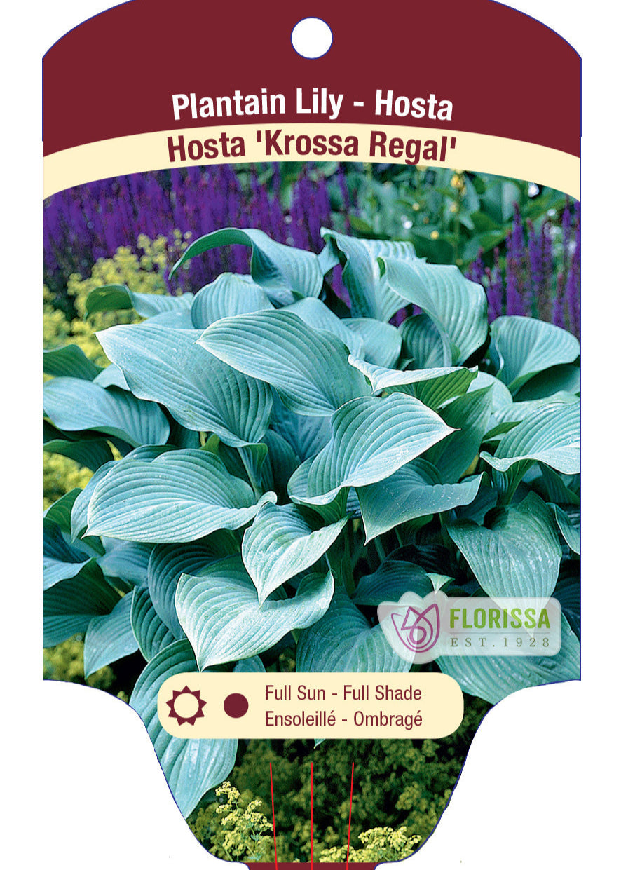 Hosta 'Krossa Regal'