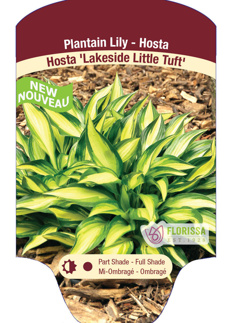 Hosta 'Lakeside Little Tuft'