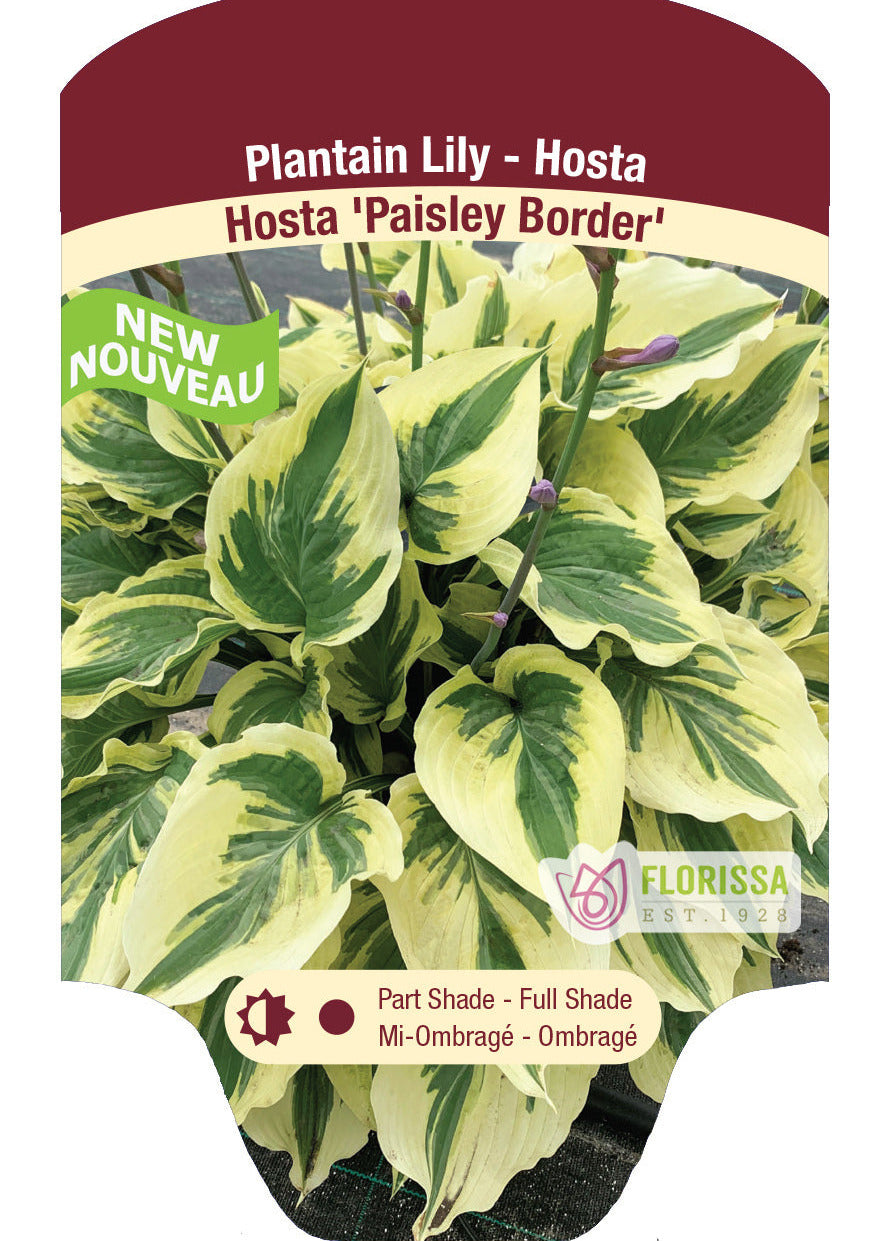 Hosta 'Paisley Border'