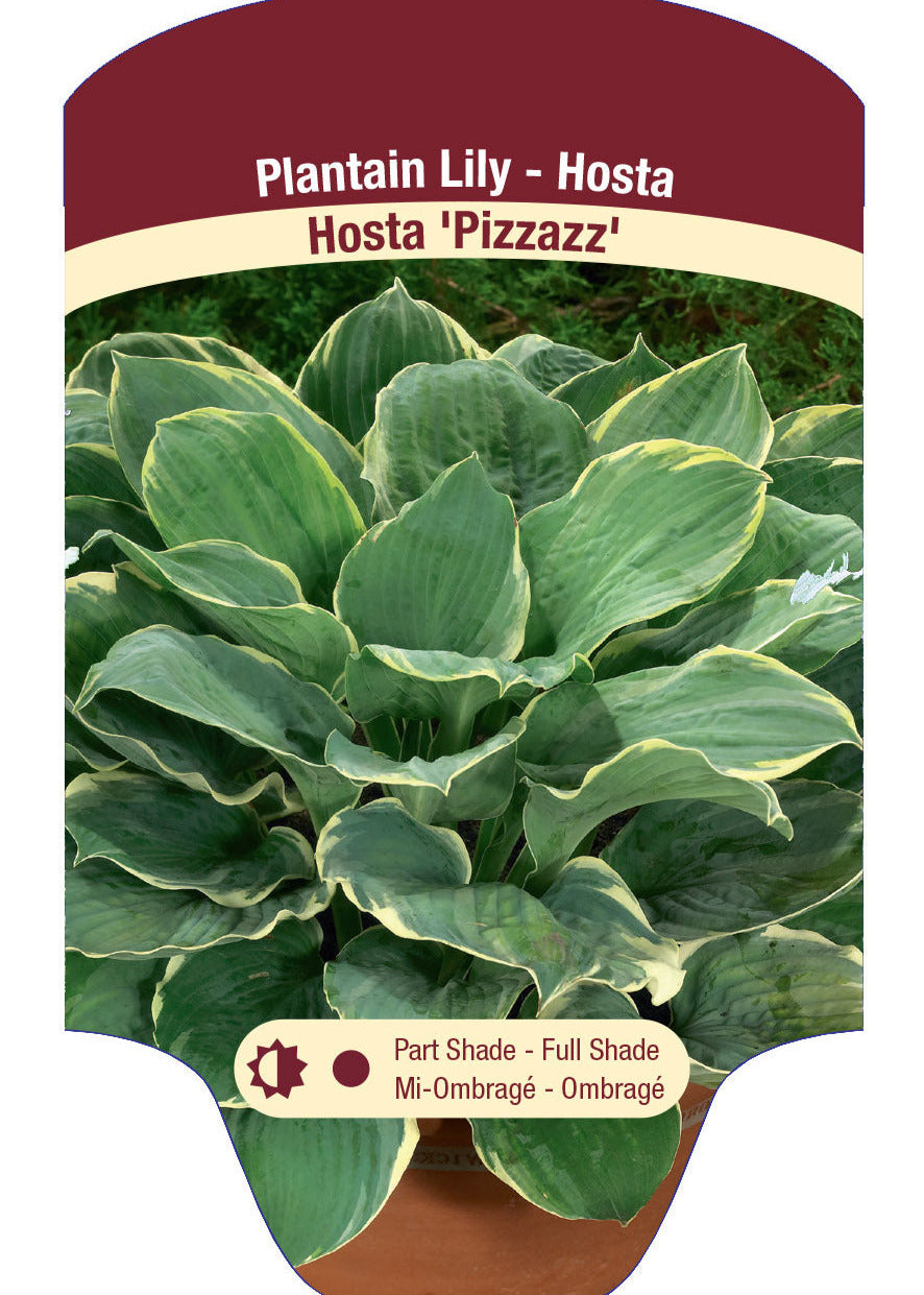 Hosta 'Pizazz'