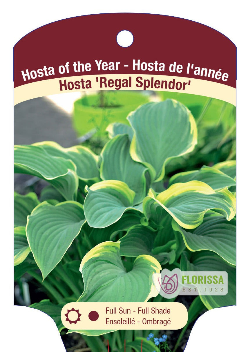 Hosta 'Regal Splendor'