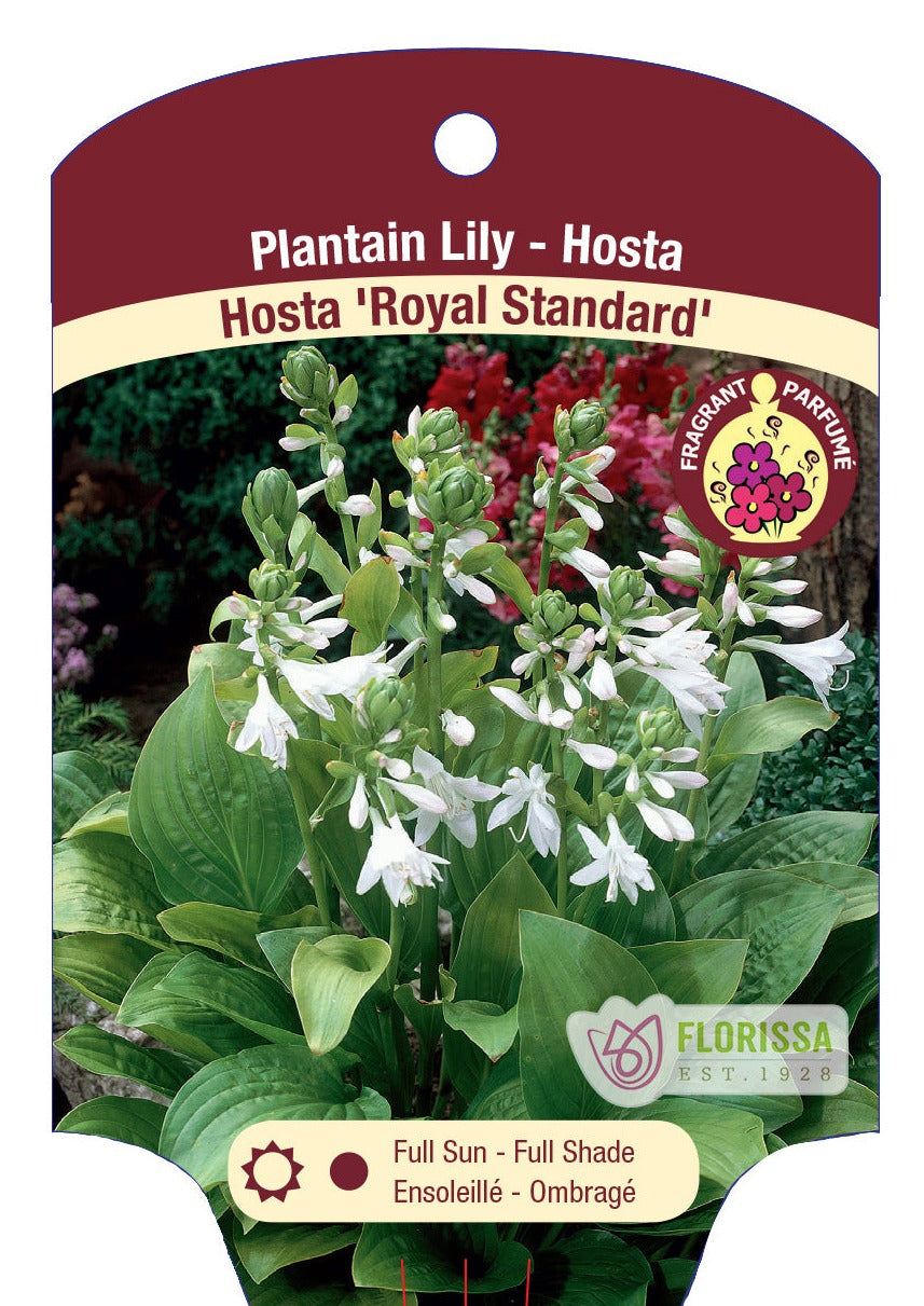 Hosta 'Royal Standard'