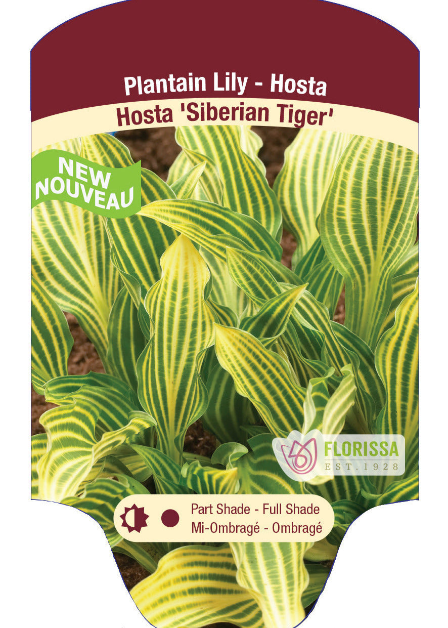 Hosta 'Siberian Tiger'