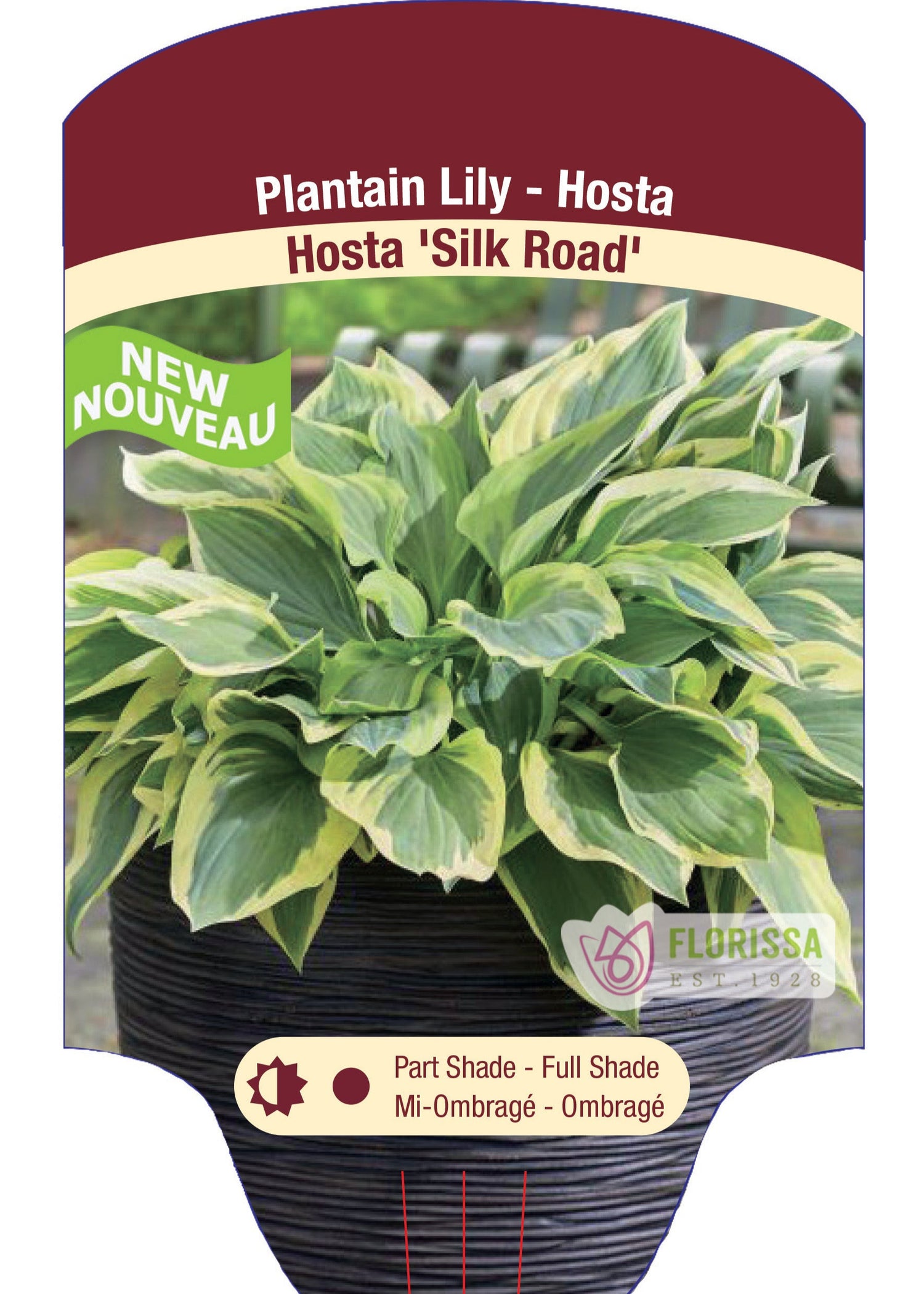 Hosta 'Silk Road'