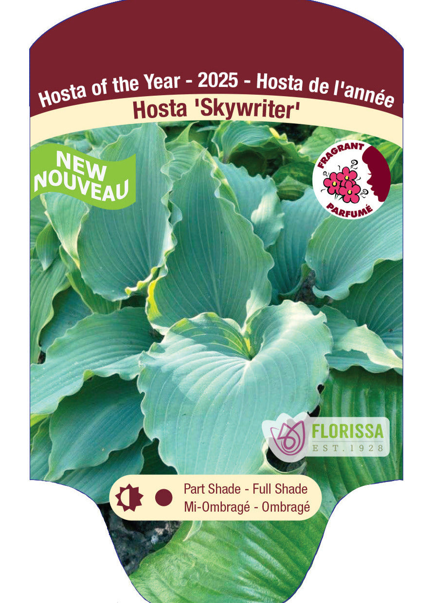 Hosta 'Skywriter'