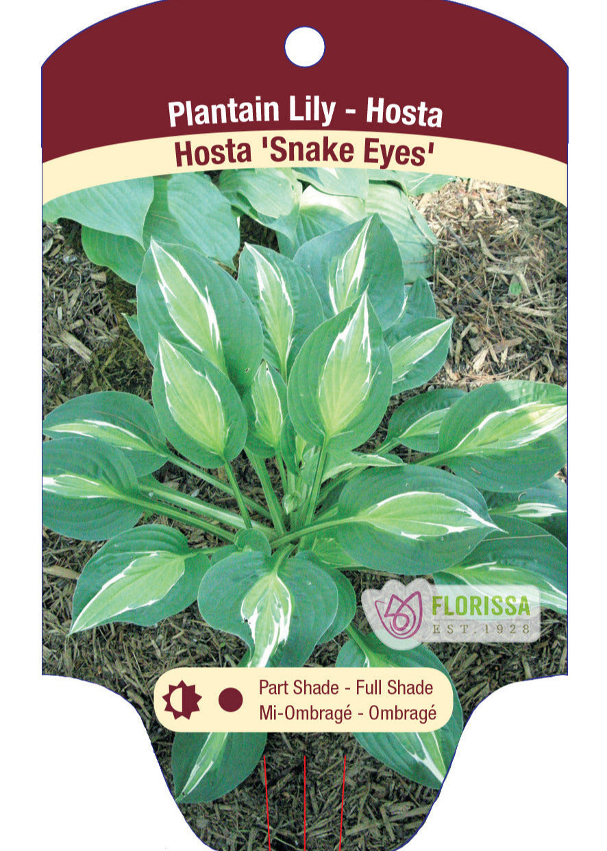 Hosta 'Snake Eyes'