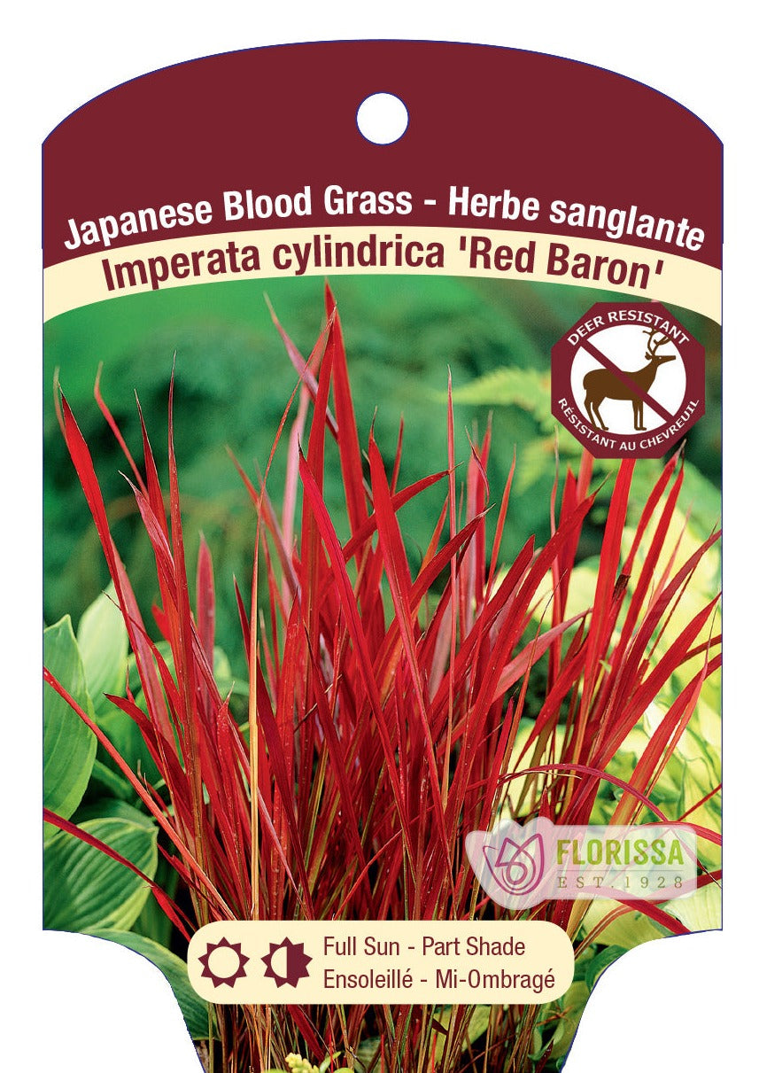 Red Baron Japanese Blood Grass