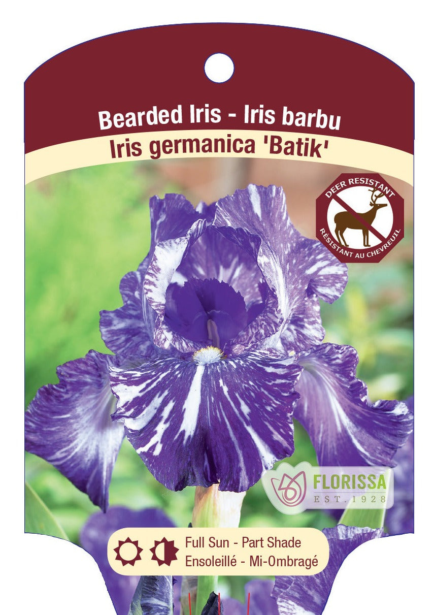 Batik Bearded Iris