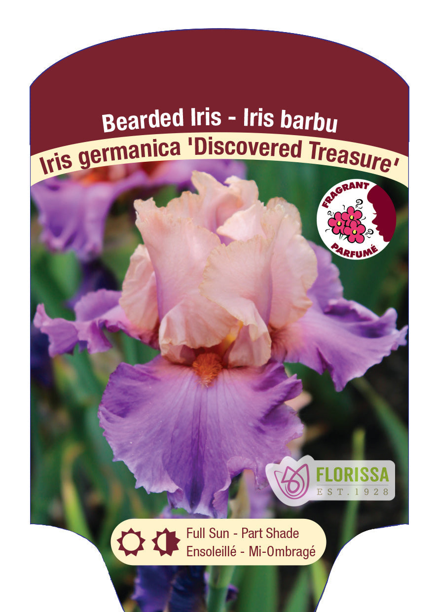 Bearded Iris Germanica 'Discovered Treasure'