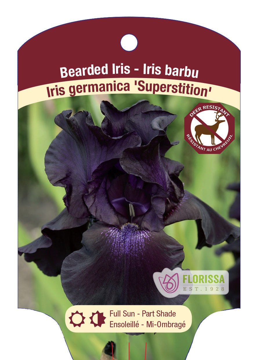Bearded Iris Germanica 'Superstition'