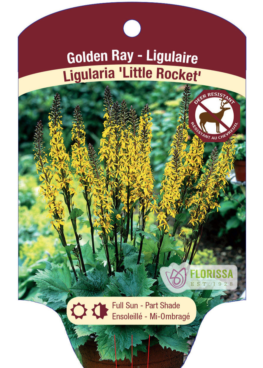 Ligularia 'Little Rocket'