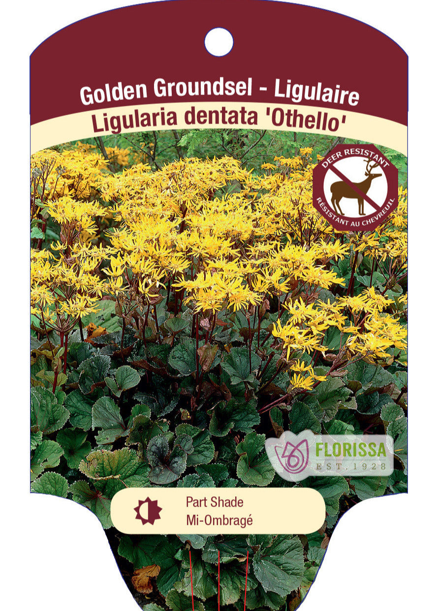 Ligularia 'Othello'