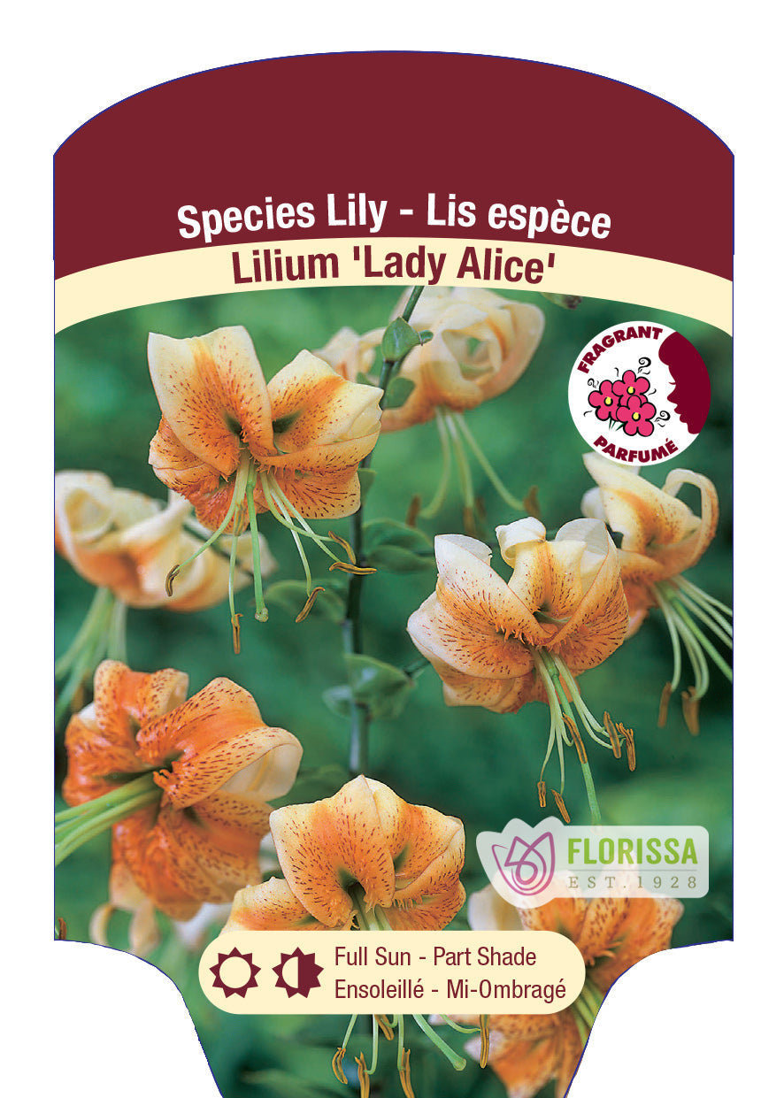 Trumpet Lily 'Lady Alice'