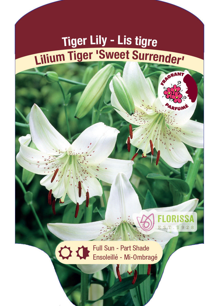 Tiger Lily 'Sweet Surrender'