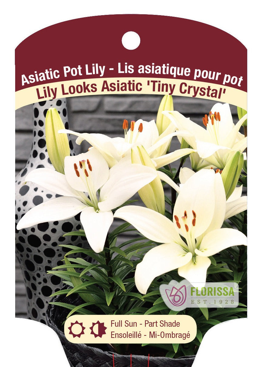 Asiatic Lilies 'Lily Looks'