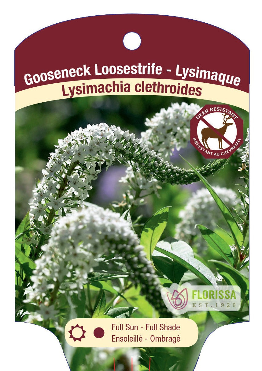 Lysimachia 'Gooseneck Loosestrife'